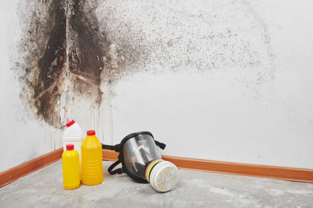 Best Best Mold Removal Companies  in Floris, VA