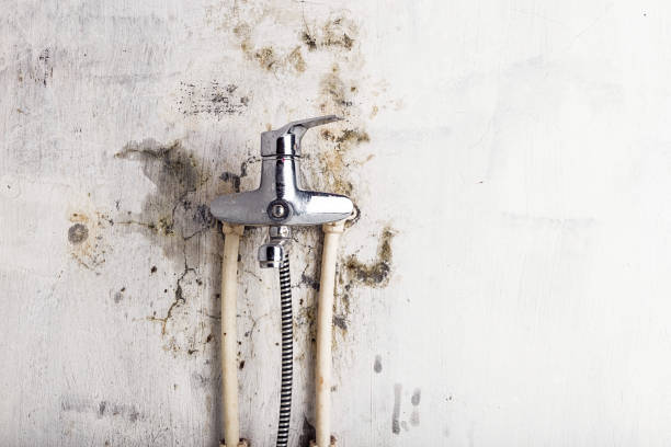 Best Home Mold Removal  in Floris, VA