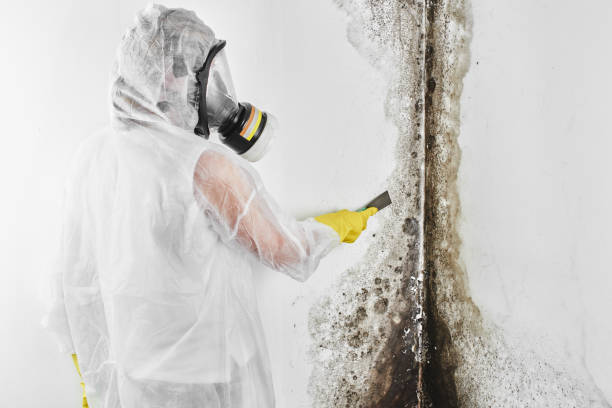 Best Attic Mold Removal  in Floris, VA