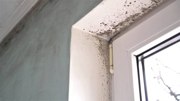 Best Mold Testing  in Floris, VA