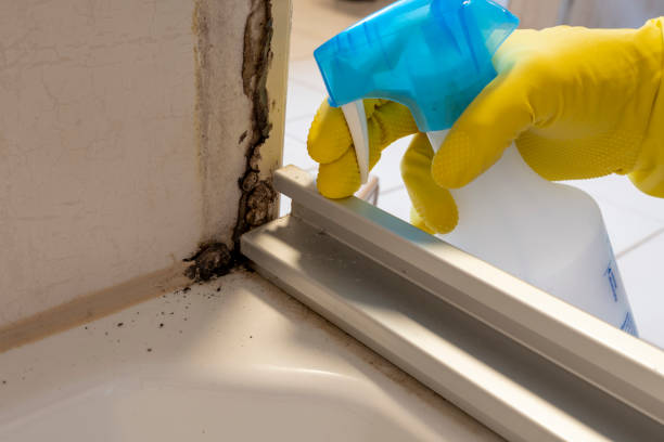 Best Certified Mold Removal  in Floris, VA
