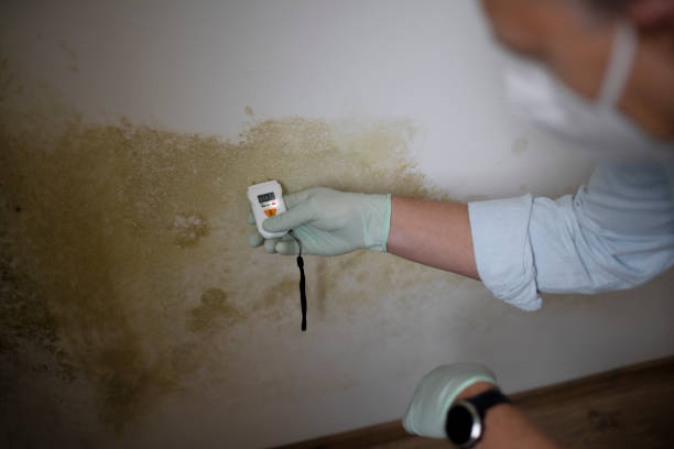 Best Professional Mold Removal  in Floris, VA