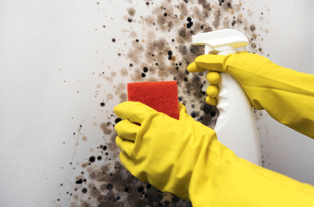 Best Mold Testing  in Floris, VA