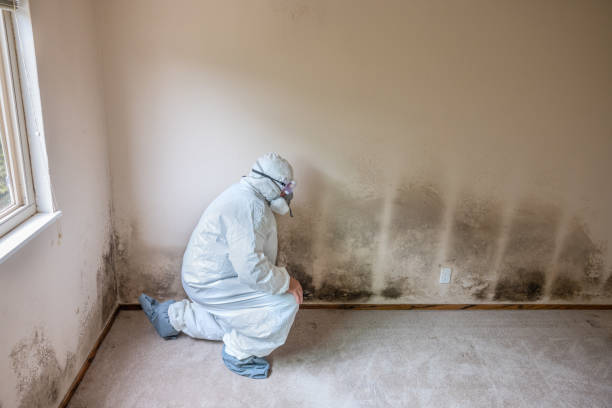 Trusted Floris, VA Mold Removal Experts