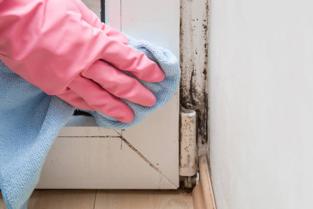 Best Toxic Mold Removal  in Floris, VA